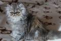 Pisici persane cu certificat pedigree