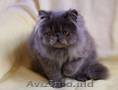 Pisici persane cu certificat pedigree