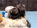  Micuțe maimuțe mici pentru adopție     