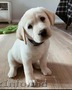  Labrador  adopție