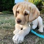  Labrador  adopție