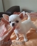 Chihuahua puppies for adoption 